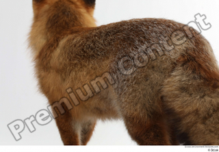 Red fox back body 0004.jpg